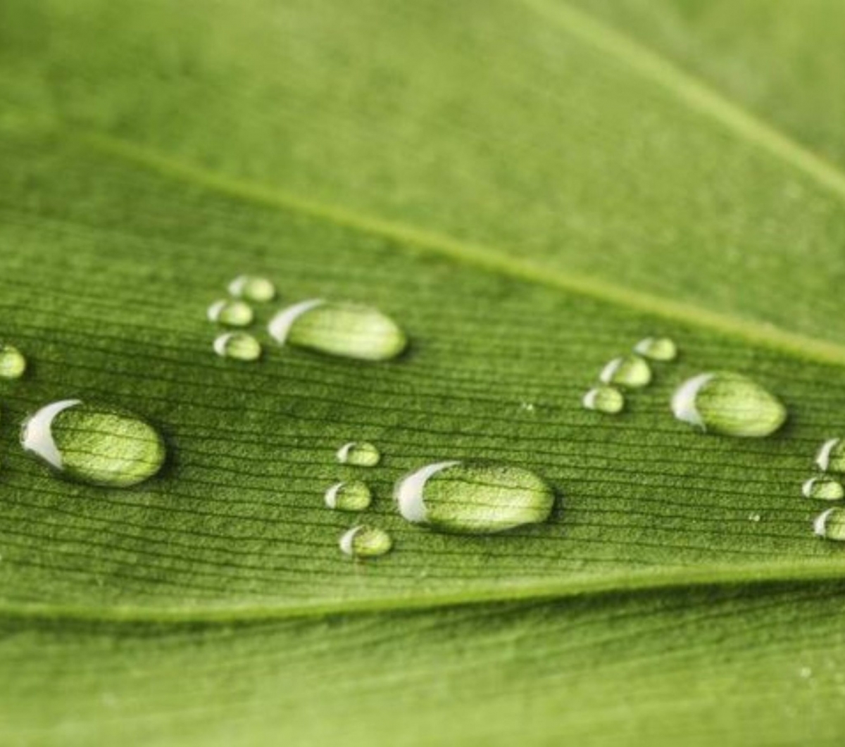 ¿Qué es la huella de carbono?